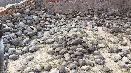 Původní odhad počtu nalezených želv byl totiž poprvé vyjádřen pouze jejich hmotností: čtyři tuny. Až následující reporty blíže specifikovaly, že se jedná především o tisíce exemplářů kožitky tečkované a kožnatky čínské.