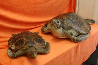 Kareta obrovská je kriticky ohrožena v důsledku znečištění oceánů a nadměrného rybolovu