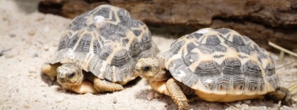 Želva pavoukovitá Foto: Safari Park/Facebook