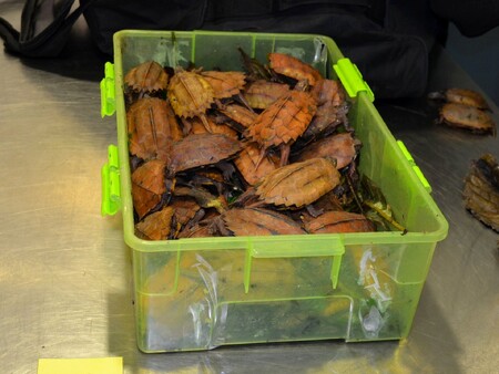 Úřady zadržely mimo jiné 43 tun masa z divokých zvířat, včetně medvědů, slonů, krokodýlů, velryb a zeber, 1,3 tuny slonoviny, a také 27.000 plazů, téměř 4000 ptáků, 48 primátů a 14 velkých koček. / Na snímku želvy objevené v zavazadle na pražském letišti