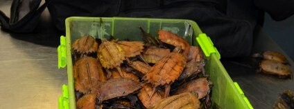 foto:  Celní správa ČR