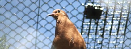 Hrdlička sokorská Foto: subflux Flickr