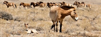 kůň Převalského Foto: Ganbaatar Oyunsaikhana / ZOO Praha