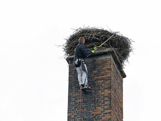 Úprava hnízda čápa bílého v Žichovicích.