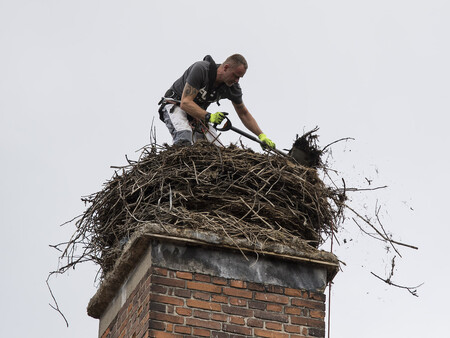 Na obrázku je nedělní úprava hnízda čápa bílého v Žichovicích. Na komíně je Václav Kural mladší, který již to samé hnízdo v objektu bývalé mlékárny v roce 1998 jednou snižoval.