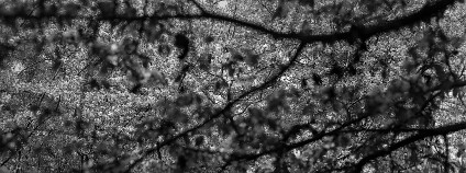 Fotografie z cyklu Oči vlčí. Foto: Petr Zinke