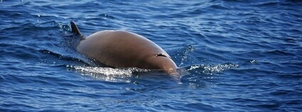 Foto: Alexandre Roux Flickr