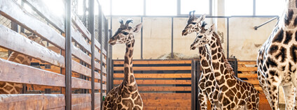 Žirafy Rothschildovy v Safari Parku Dvůr Králové Foto: Safari Park Dvůr Králové