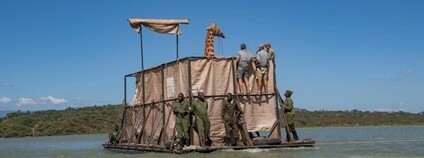 Žirafa zachraňovaná v Keni ze zaplavené oblasti na speciálním voru Foto: Save Giraffes Now / Facebook