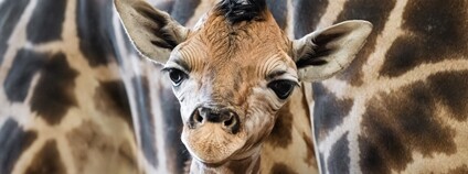Mládě žirafy Rothschildovy Foto: Helena Hubáčková Safari Park Dvůr Králové
