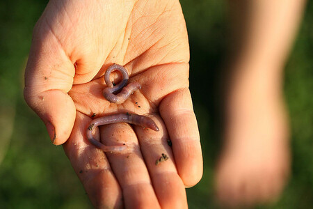 Každou minutu dne neúnavně pracují. Neznají přestávky, dovolené ani nezakládají odbory.