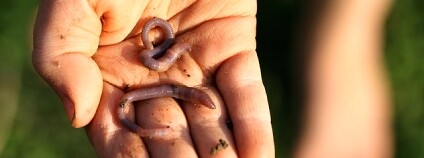 žížala Foto: wormwould Flickr