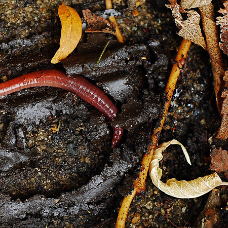 I Charles Darwin věnoval pozorování žížal tolik času, že málem zmeškal výpravu na Galapágy. Ve svém úsudku o výjimečnosti těchto tvorů nebyl sám.