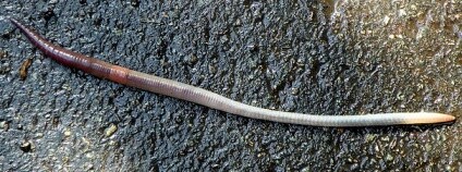 Foto: Peter O'Connor aka anemoneprojectors / Flickr