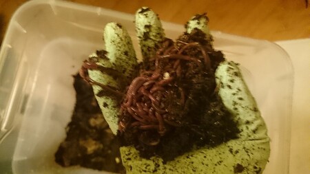 Malé růžové červíky si můžete jednoduše koupit nebo sehnat od jiného chovatele