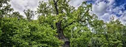 Foto: Marek Olbrzymek / Strom roku