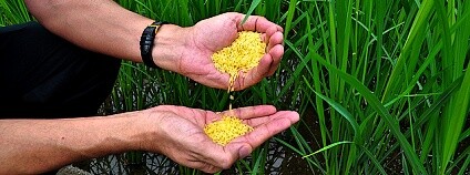 Foto: IRRI Photos / Flickr