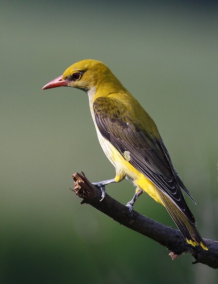 Tropická čeleď žluvovitých má u nás jen jednoho zástupce – žluvu hajní. Tohoto ptáka se zářivě žlutým zabarvením však můžeme spatřit jen zřídka, protože se téměř výhradně zdržuje v korunách stromů.