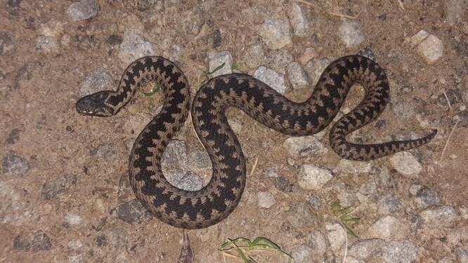 Zmije obecná (Vipera berus) je jediným reprezentantem obojživelníků a plazů v palearktické oblasti pro roky 1974-1977, a protože jediná její sledovaná populace v daném období klesala, klesá kvůli složitému výpočtu i výsledný Living Planet Index (LPI) pro celou palearktickou oblast. Když jej spočítáme bez této jediné populace, LPI pro palearktickou oblast vyjde naopak jako mírně rostoucí.