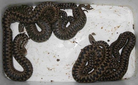 Zmije ochránci přírody odborně odchytli a převezli je do zvířecího centra. Po přezimování budou vypuštěny na vhodnější lokalitu.