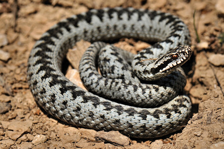 Zmije obecná se k nám rozšířila z pravděpodobného refugia v Panonské pánvi.