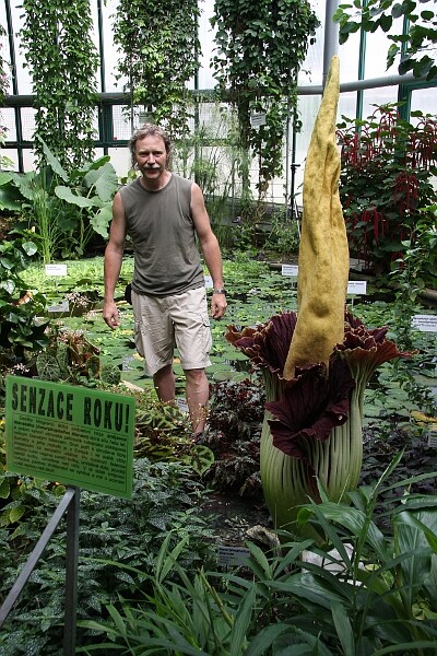 Obrovské květenství zmijovce titánského nejen smrdí, ale taky hřeje, říká zahradník Zdeněk Eichler.
