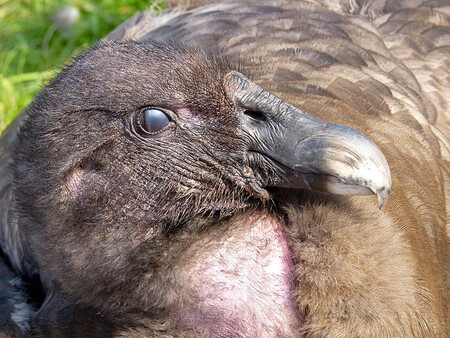 South Lakes Safari Zoo v severoanglickém městě Dalton-in-Furness přišla od ledna 2013 do září 2016 o 486 chovaných zvířat, konstatovala zpráva vyšetřovatelů, které prověřením situace v zoo pověřila přímo britská vláda.