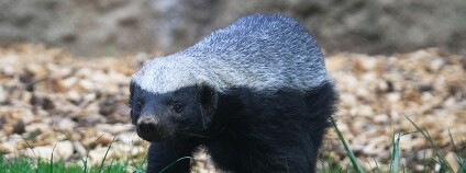 Medojed kapský Foto: Simona Jiřičková / ZOO Dvůr Králové