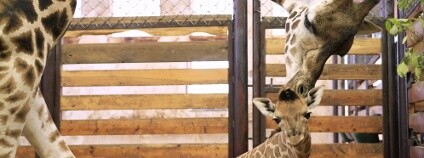 mládě žirafy Rothschildovy Foto: Simona Jiřičková Zoo Dvůr Králové