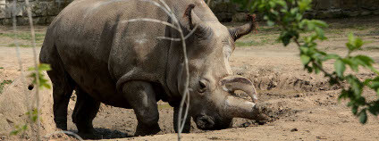 Nabiré, samice severního bílého nosorožce Foto: Hynek Glos / ZOO Dvůr Králové
