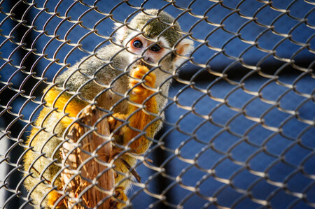 Ředitel zoo tvrdí, že ve zlepšení podmínek mu brání byrokratické překážky. Kritici ale poukazují také na neodpovídající kvalifikaci zaměstnanců a na zastaralé zařízení. Ilustrační obrázek