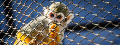 Zoo v Indonésii Foto: Jefry_H / Shutterstock.com