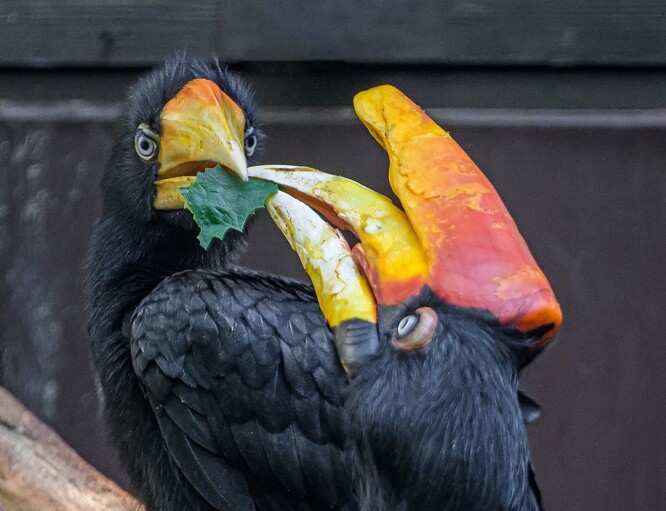 Dvojzoborožec nosorožčí je největším druhem dvojzoborožce. Přilba na zobáku může působit masivně, ve skutečnosti se však jedná o velmi lehký útvar vyplněný především vzduchem. Na jeho povrchu je tenká vrstva rohoviny a uvnitř je zpevněný jen spletí tenkých kostěných trámečků.