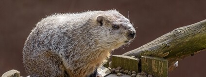 V pražské zoo se po zimním spánku probudil svišť, oznámil tak jaro Foto: Zoo Praha