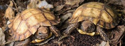 Mlaďata želvy dlaždicové Foto: Zoo Praha