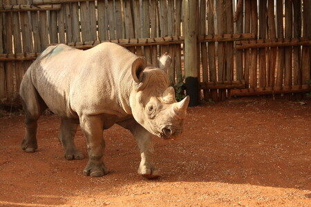 Transport Elišky se uskutečnil 26. a 27. června, chovatelé ji převezli do Německa, z letiště Lipsku odletěla letadlem do Afriky, poté následoval převoz nákladním vozem