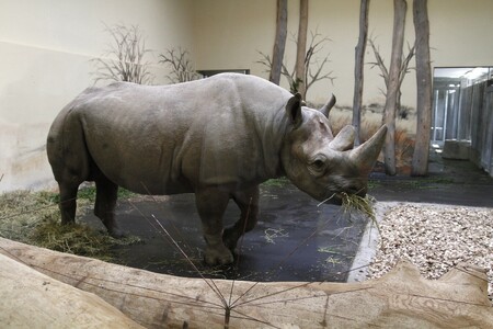 "Nosorožci jsou dost výrazně aromatičtí, takže interakce v tomto směru bude hodně kvalitní," uvedla Jiroušová