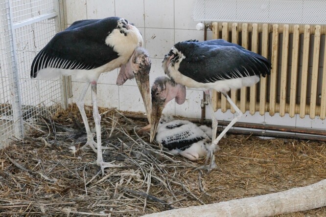 "Marabu je v zoologických zahradách celkem častým druhem, ale odchovy jsou stále mimořádné," uvedl zoolog dvorského safari parku Michal Podhrázský.
