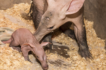 Malý hrabáč je velmi citlivý na teplo a vlhkost. Proto je jeho lůžko v zázemí pavilonu Africká savana vyhříváno infralampou na 32 stupňů Celsia a saturováno vzdušnou vlhkostí.