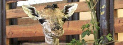 Žirafí mládě Oliver Foto: Simona Jiřičková / Zoo Dvůr Králové