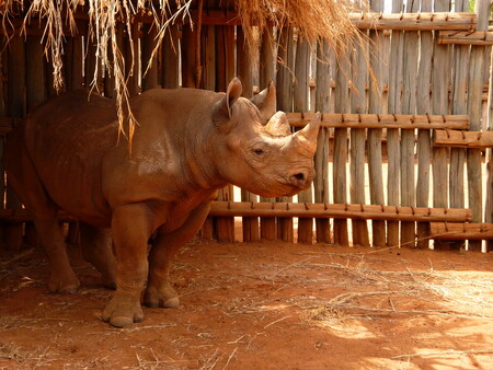 Samice jménem Eliška uhynula po vnitřním zranění, které jí způsobil samec Monduli. Na snímku Eliška těsně po příjezdu do Afriky.