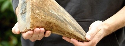 Foto:Simona Jiřičková / ZOO Dvůr Králové