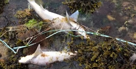 Více než čtyři stovky mrtvých žraloků (na obrázku) vyplavilo ve čtvrtek na pláž moře u severofrancouzské obce Pleubian. Malé paryby měřící od 80 centimetrů do 1,5 metru se zamotaly do rybářské sítě.