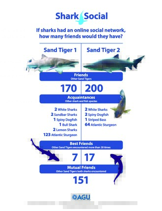 Jak by vypadal žraločí Facebook? Žralok písečný č. 1 se „kamarádí“ se 170 dalšími žraloky písečnými. Sedm z nich se ale řadí mezi lepší přátele, protože se s nimi za poslední rok setkal více než dvacetkrát. Mezi jeho další mezidruhové přátele, na které občas narazí, patří i dva velcí bílí žraloci, jeden žralok bělavý, dva žraloci hnědí, ostroun obecný, dva žraloci citrónoví a 123 jeseterů ostrorypých. To žralok písečný č. 2 je jiný případ. Kamarádí se totiž hlavně s dalšími žraloky písečnými (200), a z ostatních přátel preferuje jen dva bílé žraloky, dva ostrouny a jednoho morčáka pruhovaného. Mezi jeho lepší přátele můžeme započítat hned 17 dalších žraloků písečných, se kterými se často vídá. Žralok č. 1 a č. 2 přitom mají 151 společných přátel.