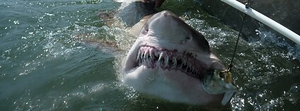 Foto: Danielle Haulseeová / University Delaware