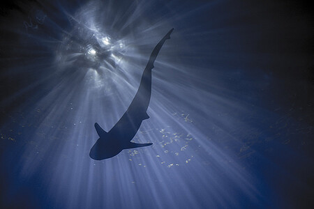 Pokud uspějí, chtějí lidé z WWF svůj úsek (1200 metrů dlouhou síť) z vody vytáhnout a umožnit tak rybám a mořským živočichům plavat ven nebo dovnitř. Zvláště druhá varianta je podle ochránců podstatná. Obnovení přítomnosti mladých žraloků by totiž mohlo pomoci navrátit potravní pyramidě ekosystému korálového útesu původní tvar a rovnováhu.