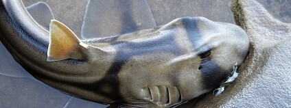 Foto: PhotoGenicCreativity / Flickr