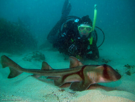 Rick Anderson říká, že se před sedmi lety seznámil s tehdy žraločím mládětem. Nyní už je z něj dospělý žralok, ale pokaždé, když se Rick potopí k útesu, kde žije, žralok k němu připlave, aby se pomazlil. Ilustrační snímek.