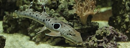 foto:  P. Vlček / Zoo Ostrava