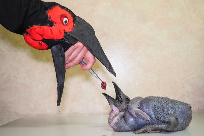 Použití kukly a maňáska v podobě dospělého zoborožce bylo podle Gronské důležité kvůli tomu, že ptáci si v útlém věku zafixují osobu nebo předmět, se kterým přicházejí často do kontaktu.